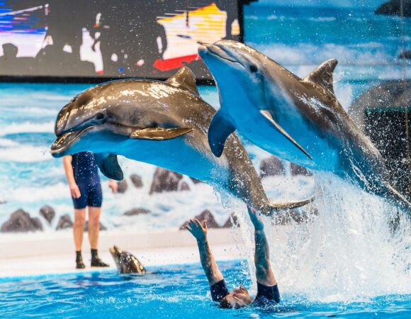 Dubai Dolphin Show – A Splash of Wonder for All Ages